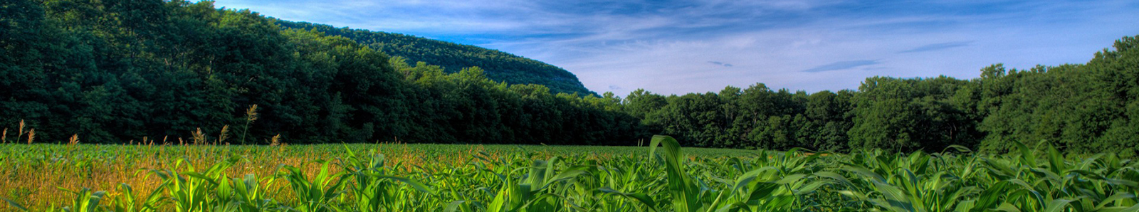 feild